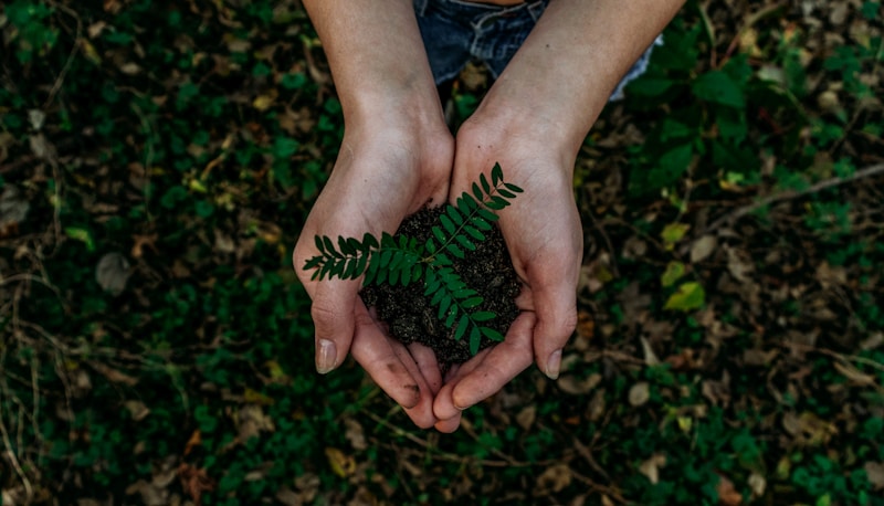 Sustainable Holographic Leaf Mesh Network